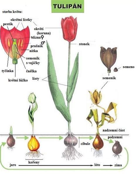 Ilustrácia rôznych častí stavebnice tulipán